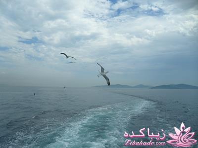 .:آلبوم عکسهای خودگرفته ما:.