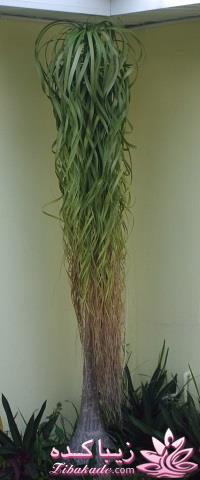 گیاهان آپارتمانی