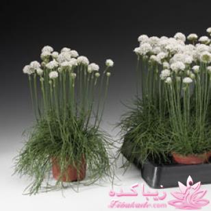 گیاهان آپارتمانی 