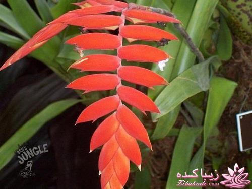 گیاهان آپارتمانی 