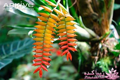 گیاهان آپارتمانی 