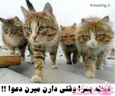 اینـــــا (خانم ها) وووووووو اونـــــــا (آقایون) ------"شوخی و خنده"