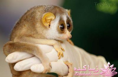 حیوانات بامزه