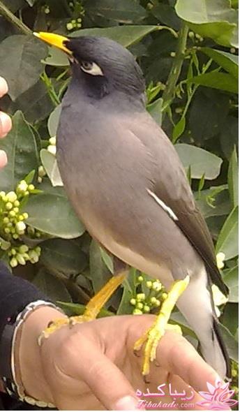 اگهی برای نگهداری از حیوانات خانگی