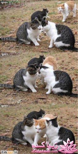 24تیر *تولد بهزاد*