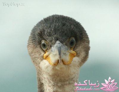 حیوانات بامزه