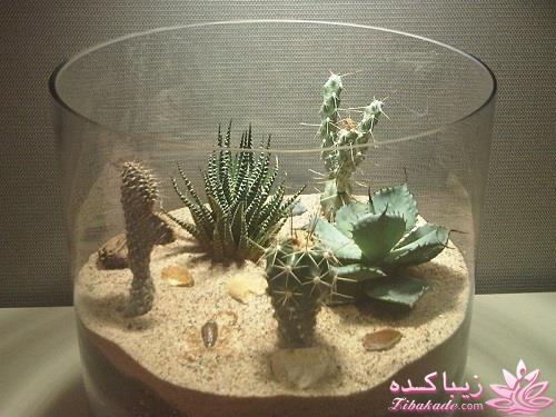 گیاهان آپارتمانی 