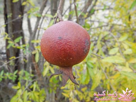 .:آلبوم عکسهای خودگرفته ما:.