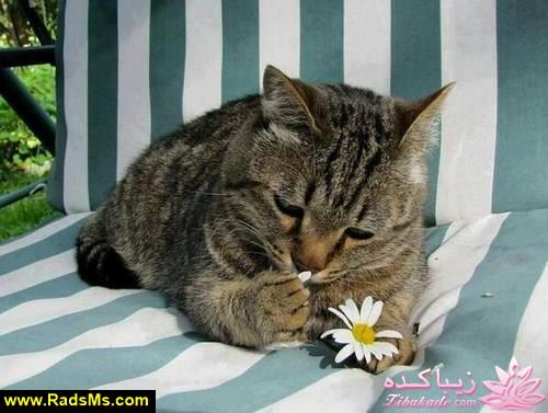 ترول های خنده دار | ترول های جدید 