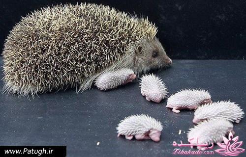 سلام علیکمـ