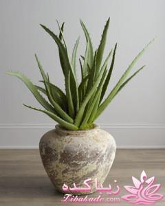 گیاهان آپارتمانی 