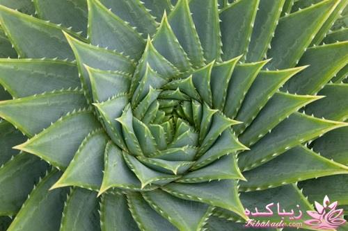 گیاهان آپارتمانی 