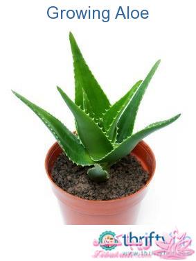 گیاهان آپارتمانی 