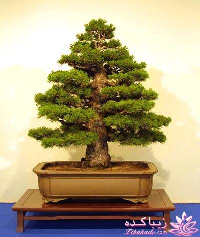 گیاهان آپارتمانی