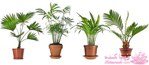 گیاهان آپارتمانی 