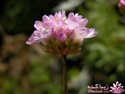 گیاهان آپارتمانی 