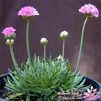 گیاهان آپارتمانی 