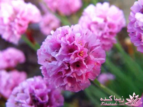 گیاهان آپارتمانی 