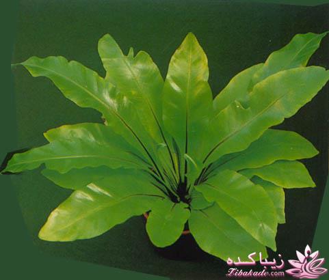 گیاهان آپارتمانی 