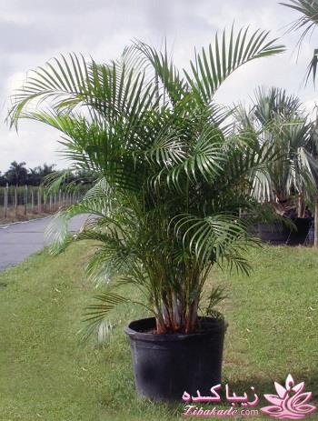 گیاهان آپارتمانی 