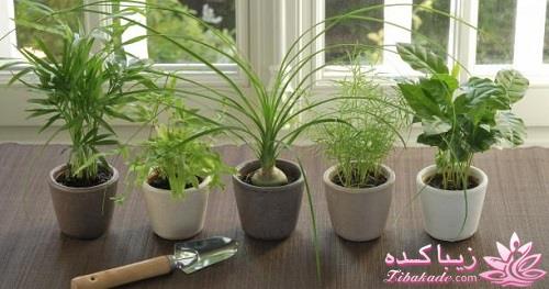 گیاهان آپارتمانی