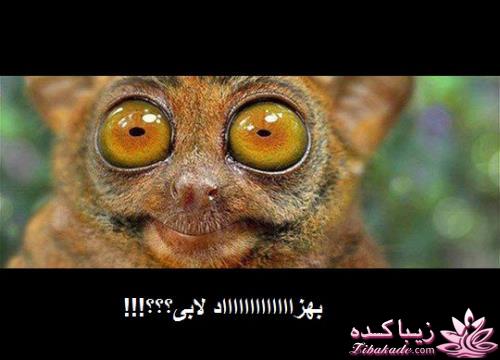 كافه گفت وگو ...