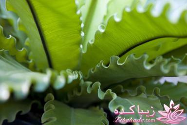 گیاهان آپارتمانی 