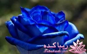 داستــــــــــان کوتاه دوست دارید ؟!!! بیاید