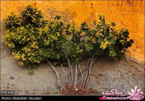 یک شهر با زیبا ترین پاییززز