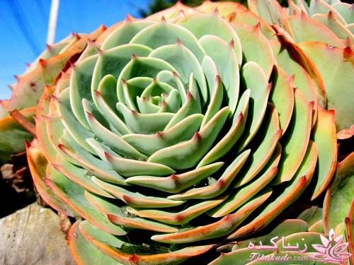 گیاهان آپارتمانی 