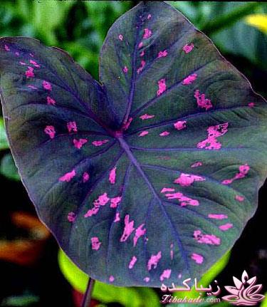 گیاهان آپارتمانی 