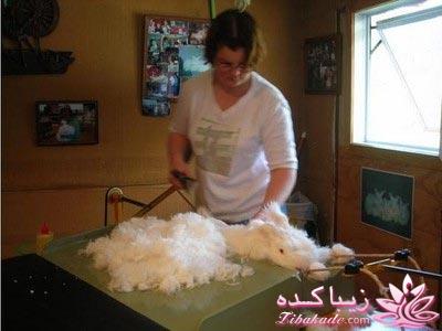 عجیب ترین خرگوش دنیا