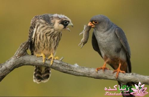 تصاویر دنیای حیوانات ( فرارو )
