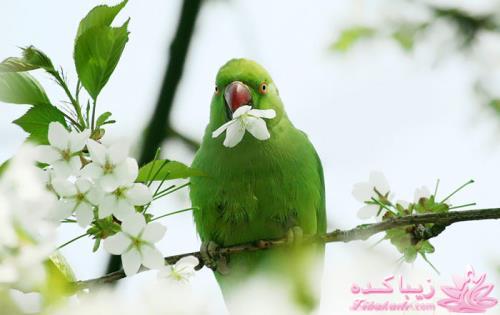 پرندگان زیبا