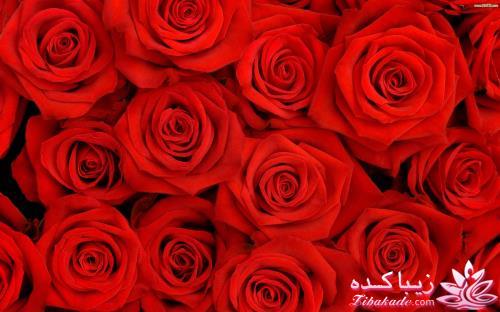 كافه گفت وگو ...