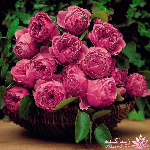 ***مسابقه اشپزی زیباکده ای***ویژه عکس غذاها