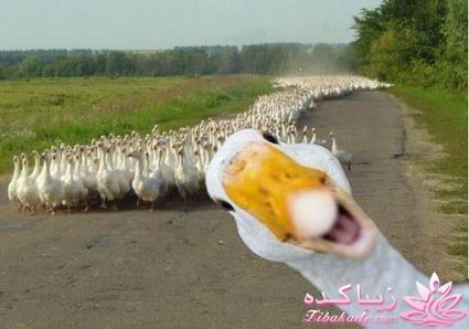 24تیر *تولد بهزاد*