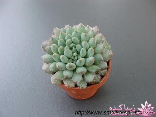 گیاهان آپارتمانی 