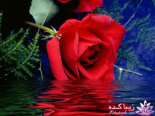 كافه گفت وگو ...