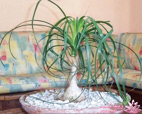 گیاهان آپارتمانی