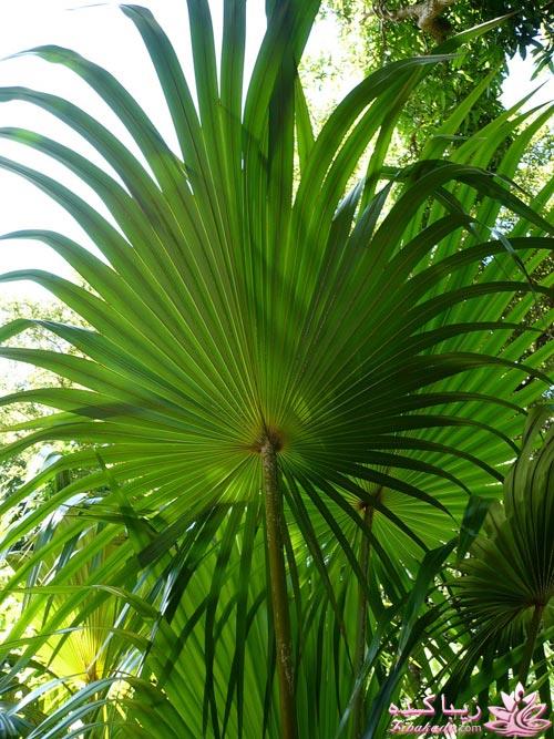 فرآورده های مراقبت از مو فولیکا