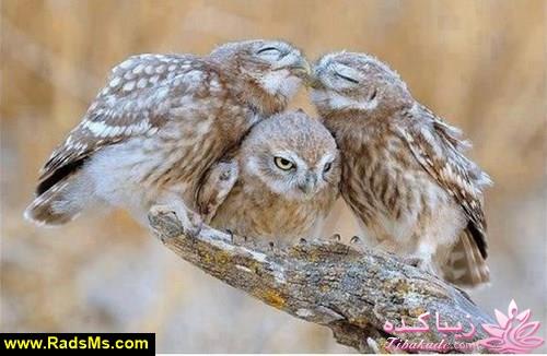 ترول های خنده دار | ترول های جدید 