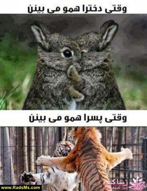 ترول هاي بانمك ..............