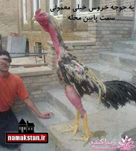 ترول هاي بانمك ..............