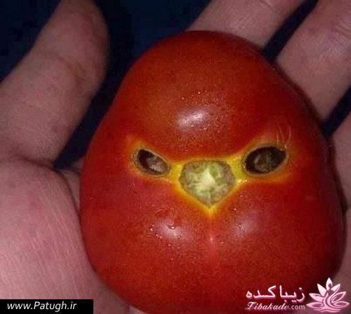 جـــــــــــــکـــــــ     جــــــــــالــــــــب