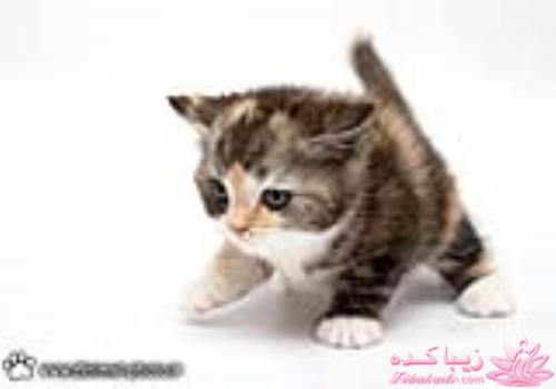 جـــــــــــــکـــــــ     جــــــــــالــــــــب