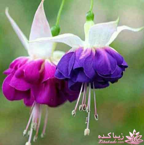 كافه گفت وگو ...