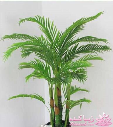 گیاهان آپارتمانی 