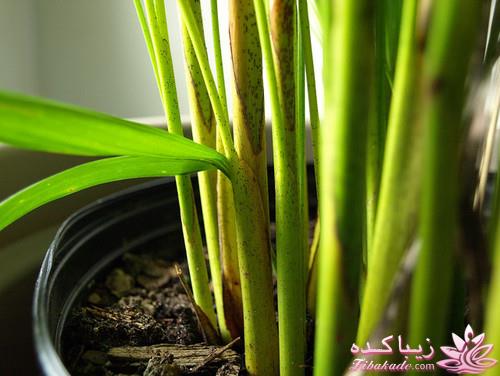 گیاهان آپارتمانی 