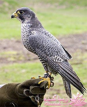 توی زندگی بعدیتون به چی تبدیل میشید ؟